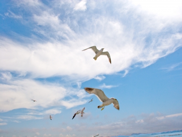 宮城県の風景：かもめ